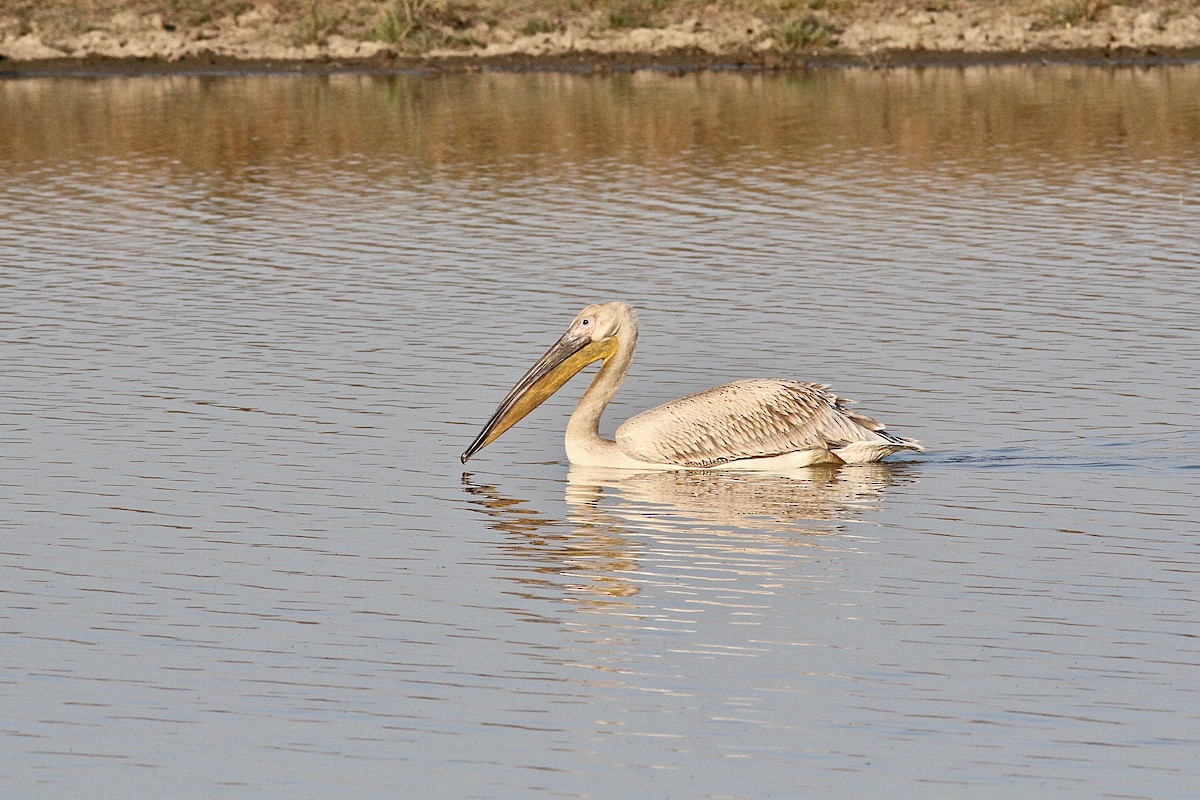 Great White Pelican - ML611232309