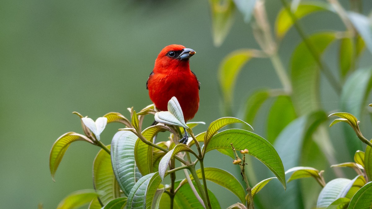 White-winged Tanager - ML611232384