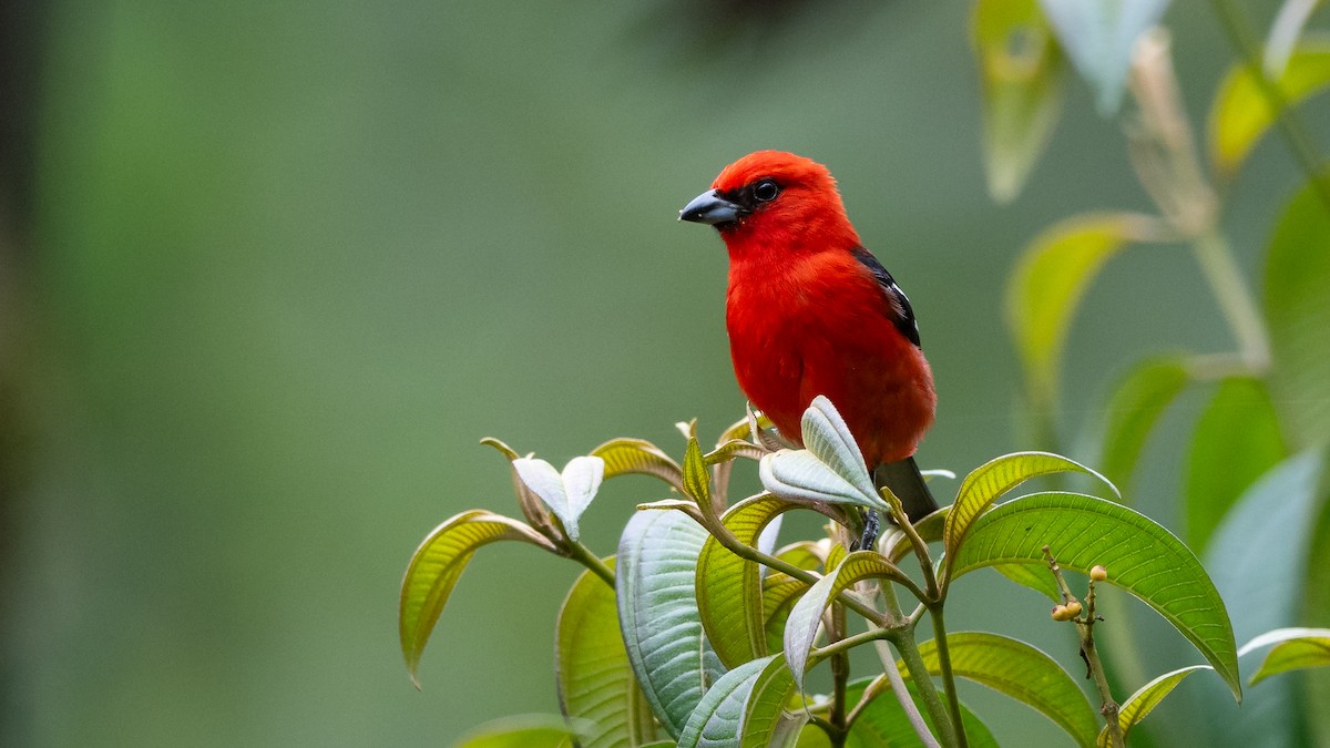 White-winged Tanager - ML611232385