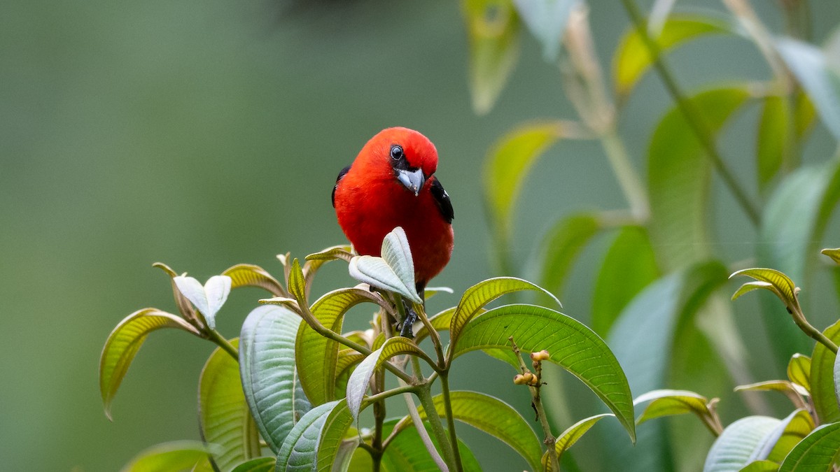 White-winged Tanager - ML611232386