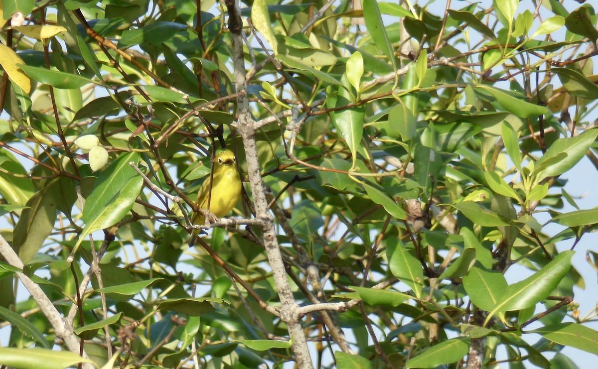 Javan White-eye - Rich Bayldon