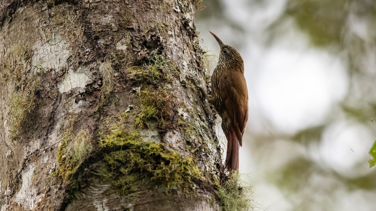 Montane Woodcreeper - Mathurin Malby