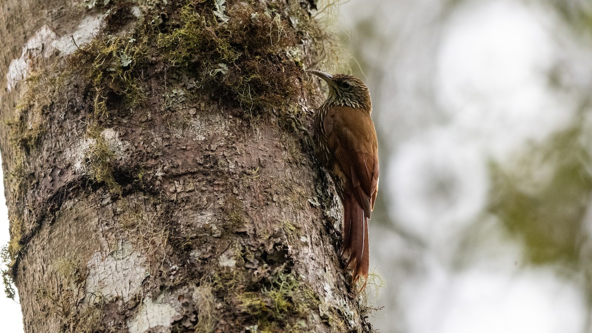 Montane Woodcreeper - ML611232461