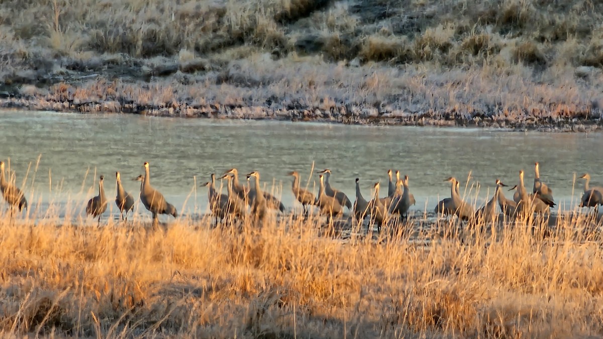 Sandhill Crane - ML611232483