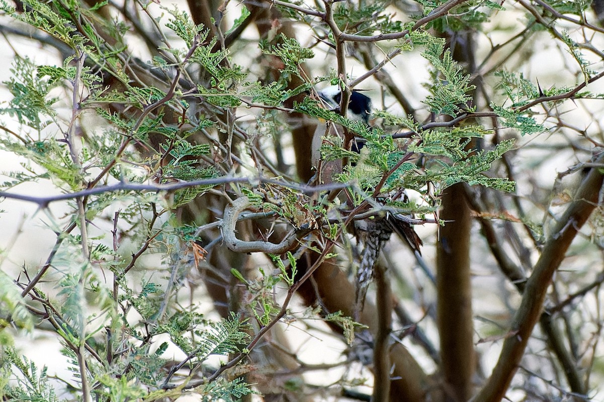 White-fronted Woodpecker - Tomáš Grim