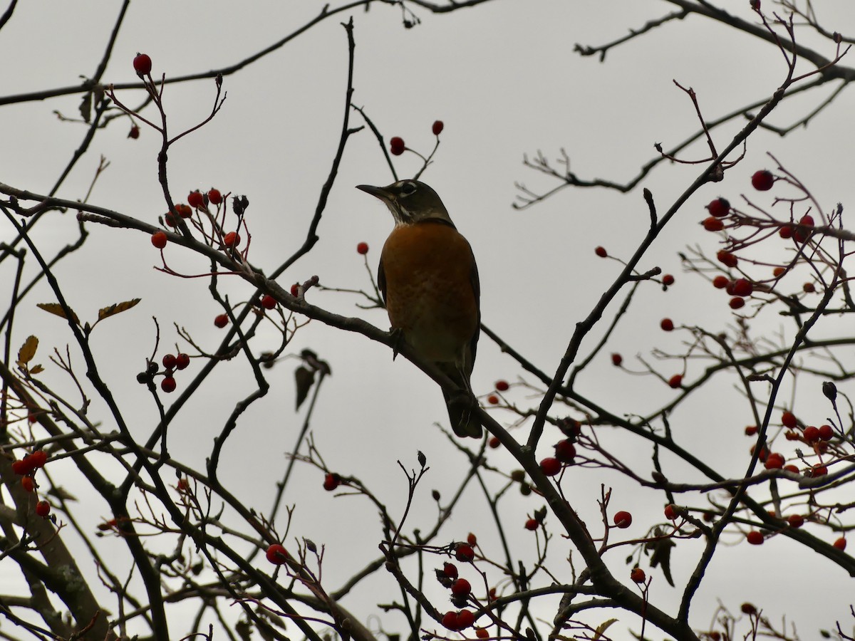 American Robin - ML611232503