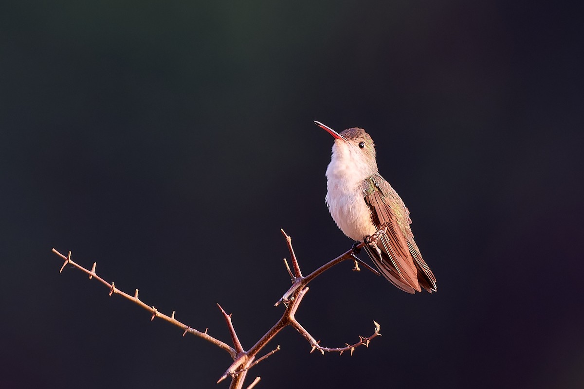 White-bellied Hummingbird - ML611232526