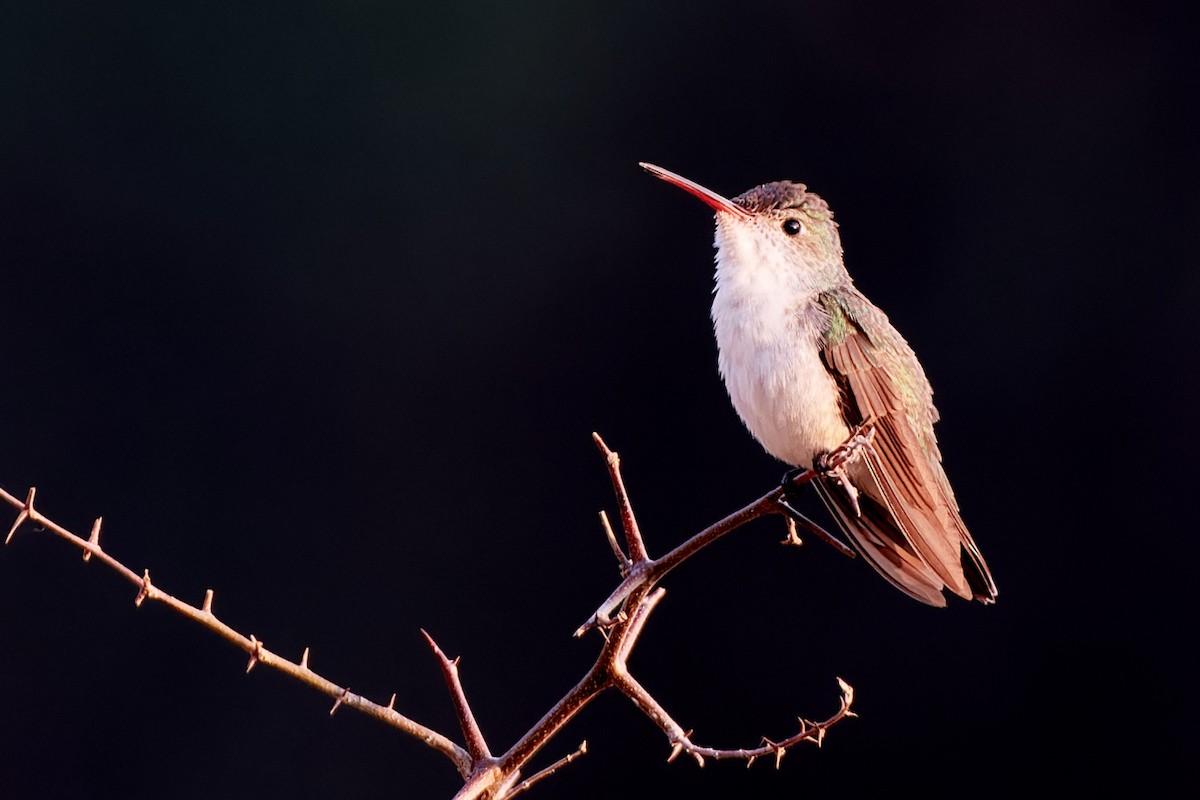 kolibřík bělobřichý - ML611232527