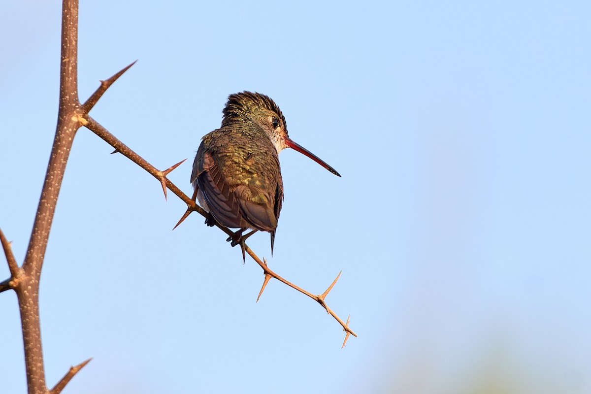 kolibřík bělobřichý - ML611232532