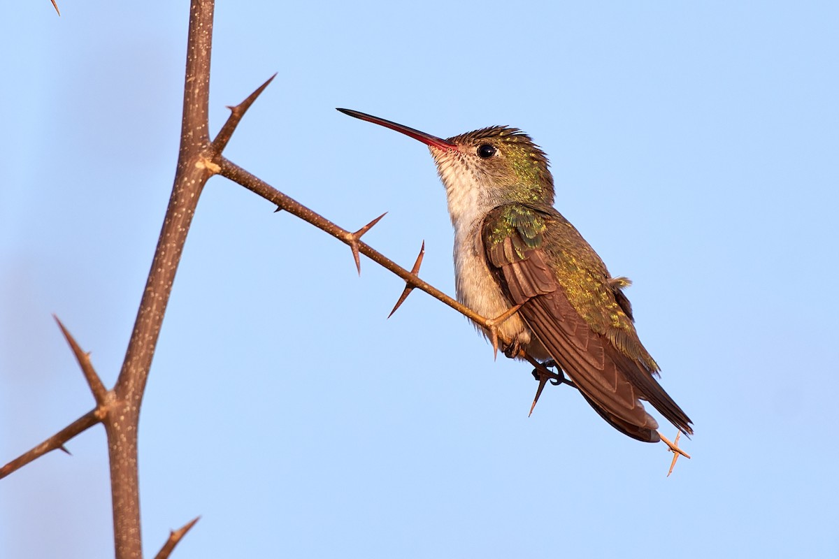 kolibřík bělobřichý - ML611232533