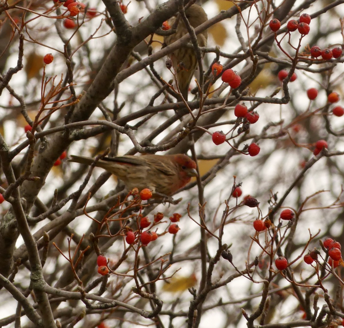 House Finch - Janet Patterson