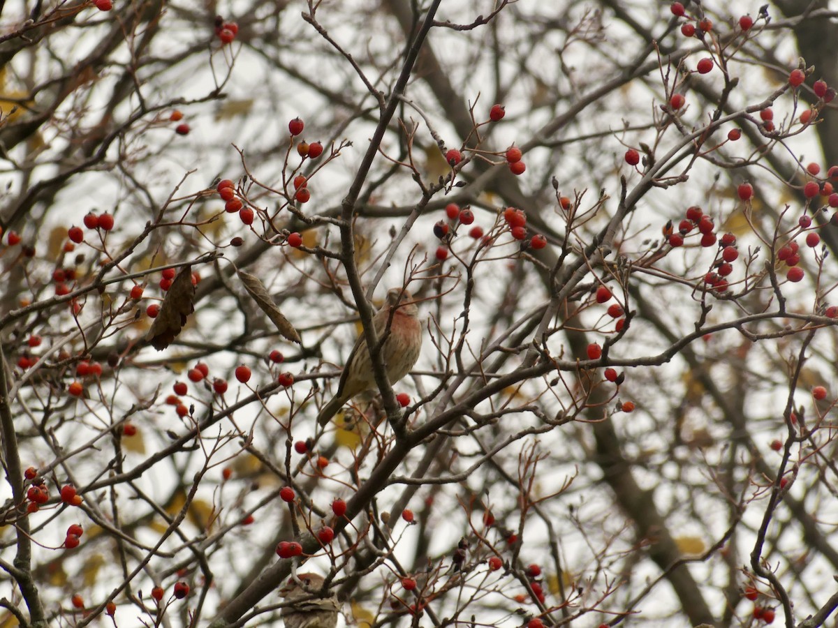 House Finch - ML611232552