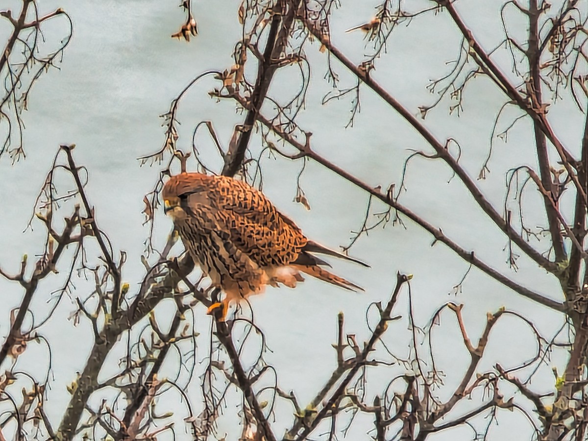 Eurasian Kestrel - David & Dawn Harris