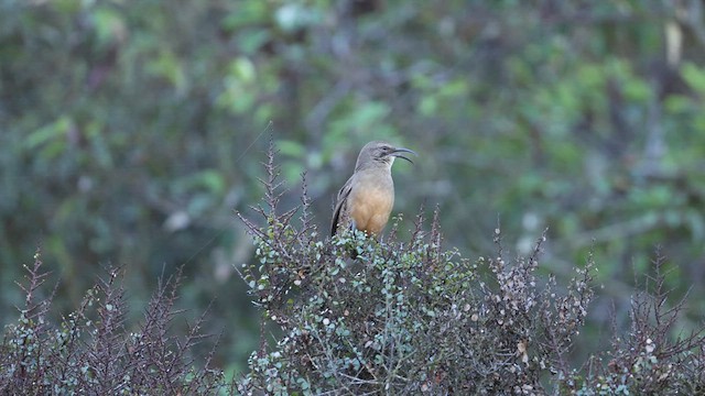 California Thrasher - ML611232649