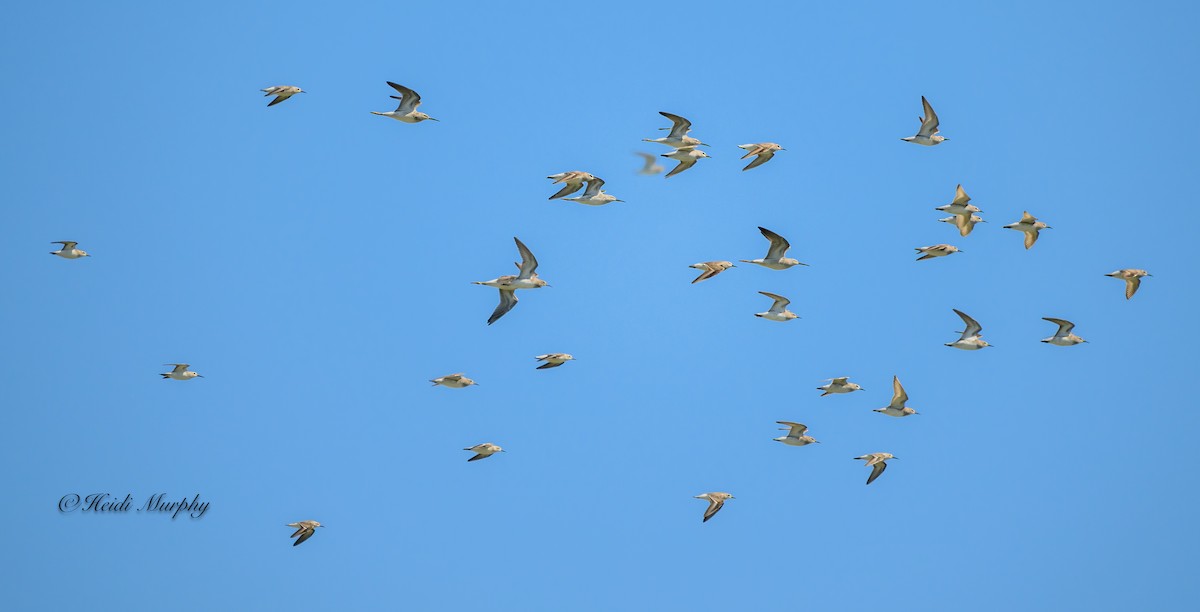 Stilt Sandpiper - ML611232791