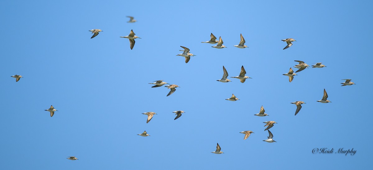 Stilt Sandpiper - ML611232792