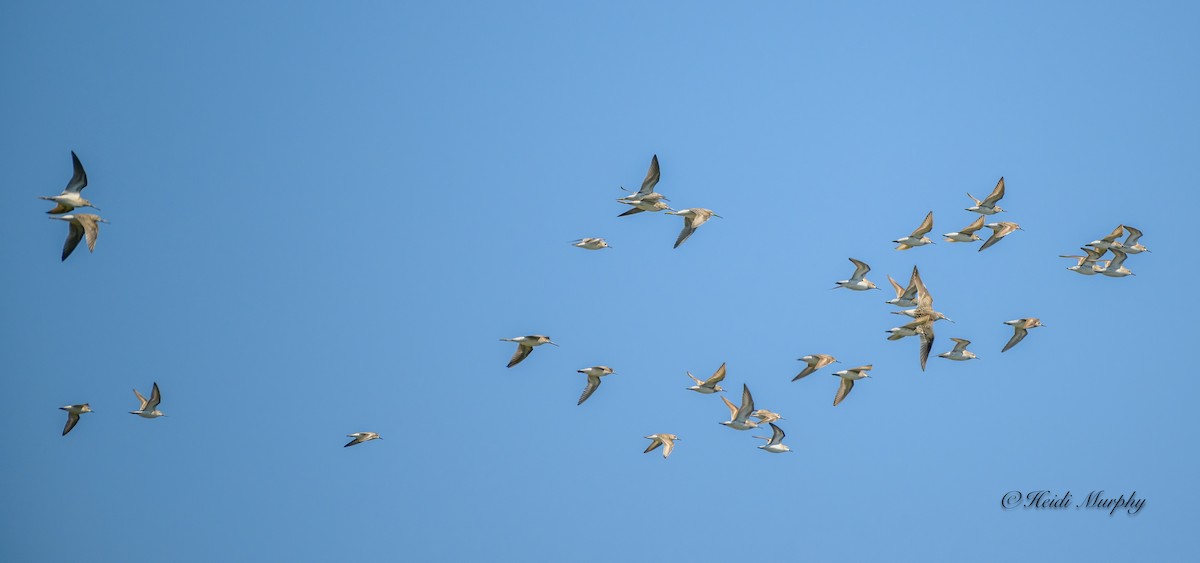 Stilt Sandpiper - ML611232797