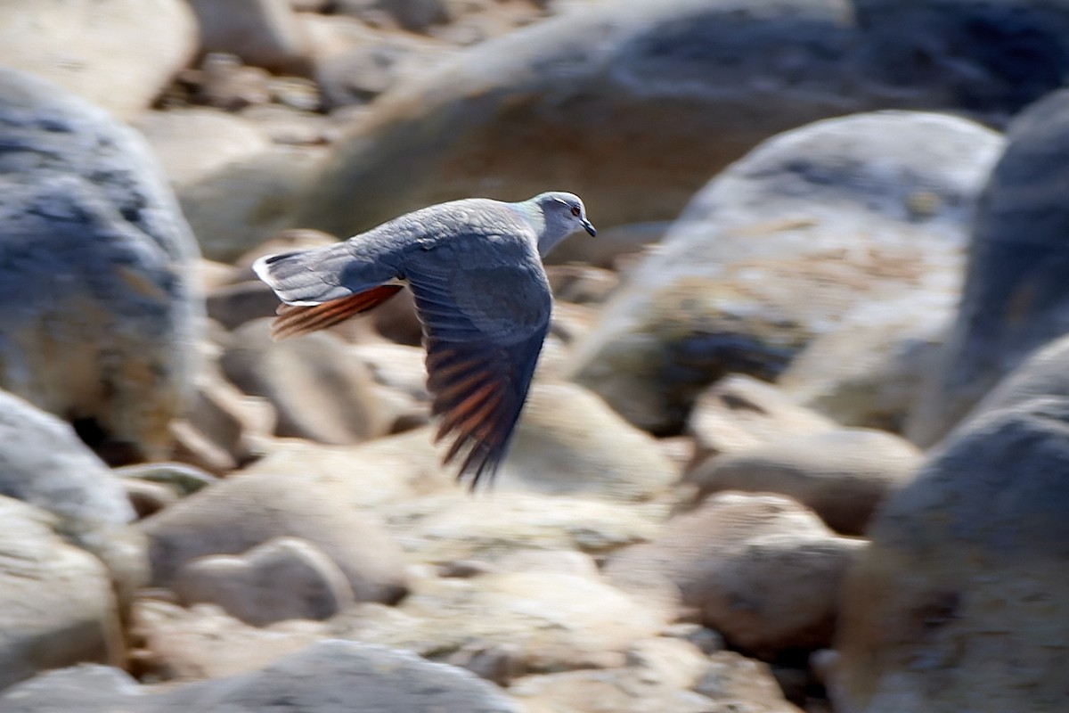 White-tipped Dove - ML611232827