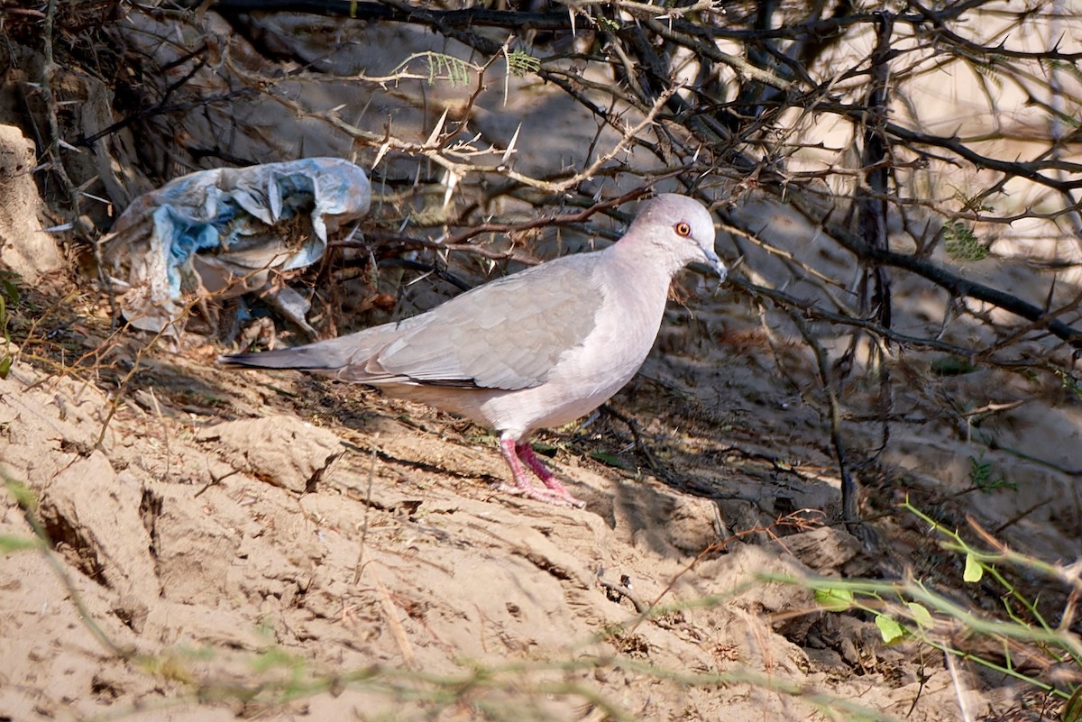 White-tipped Dove - ML611232828