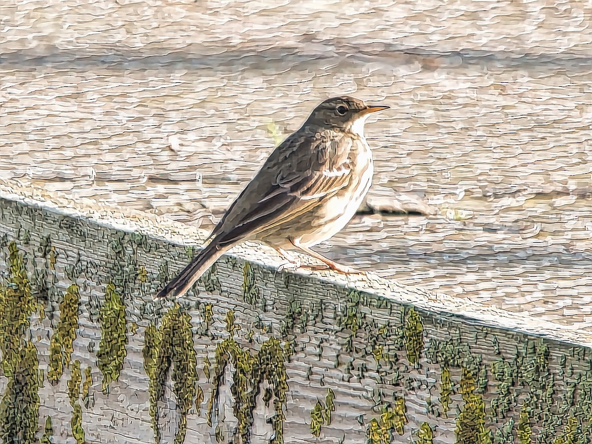 Rock Pipit - David & Dawn Harris