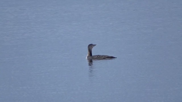 Plongeon à bec blanc - ML611232980