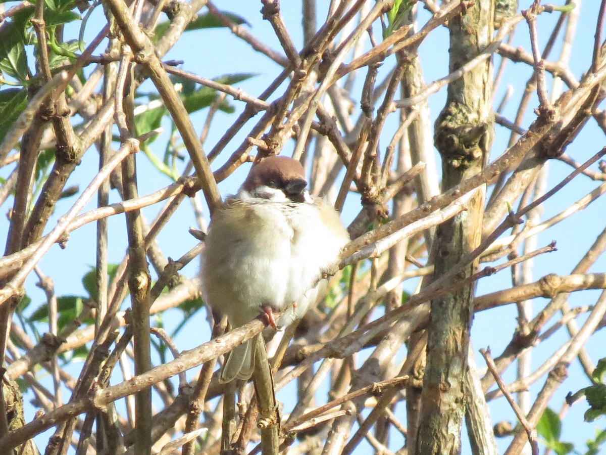Eurasian Tree Sparrow - ML611232997