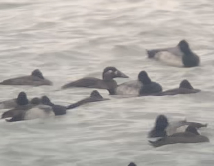 Surf Scoter - Paul Jacyk