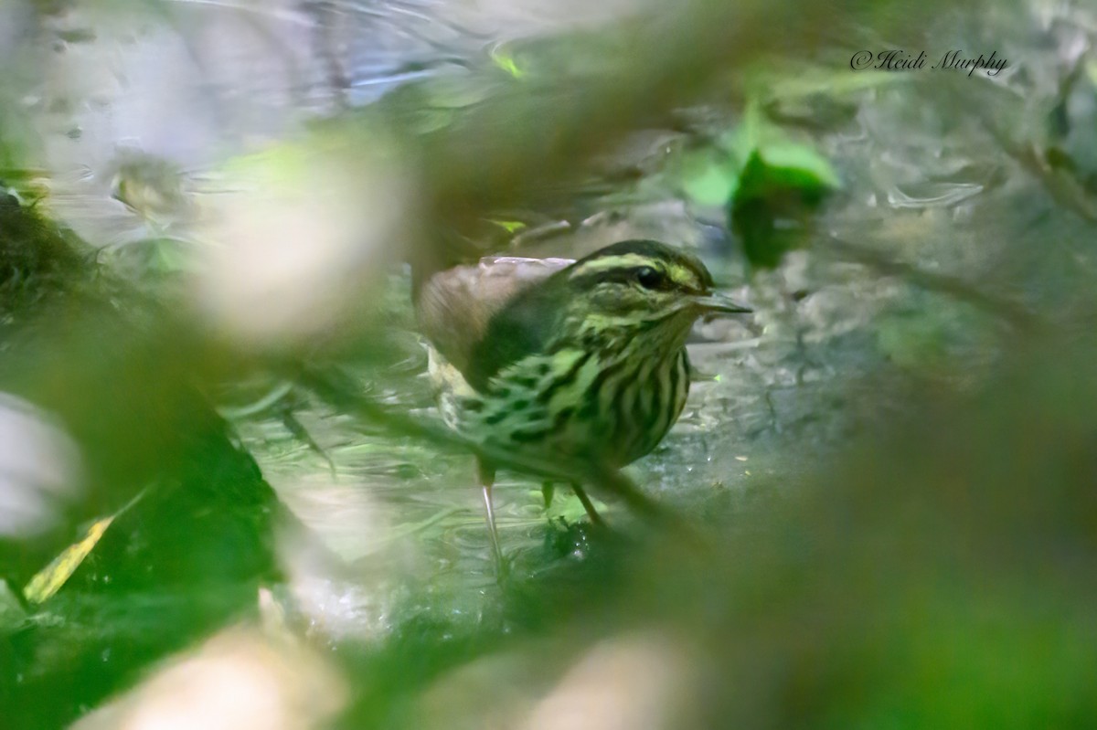 Northern Waterthrush - ML611233218