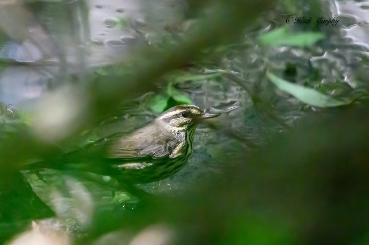 Northern Waterthrush - ML611233219