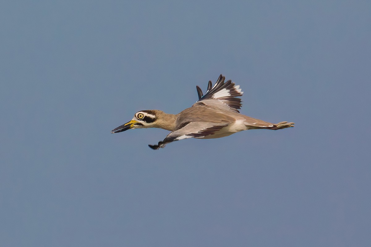 Great Thick-knee - Ikbal  Babu