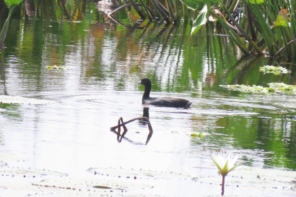 Slate-colored Coot - ML611233230