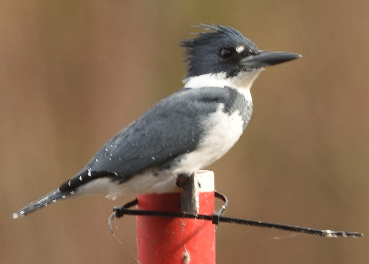 Belted Kingfisher - ML611233267