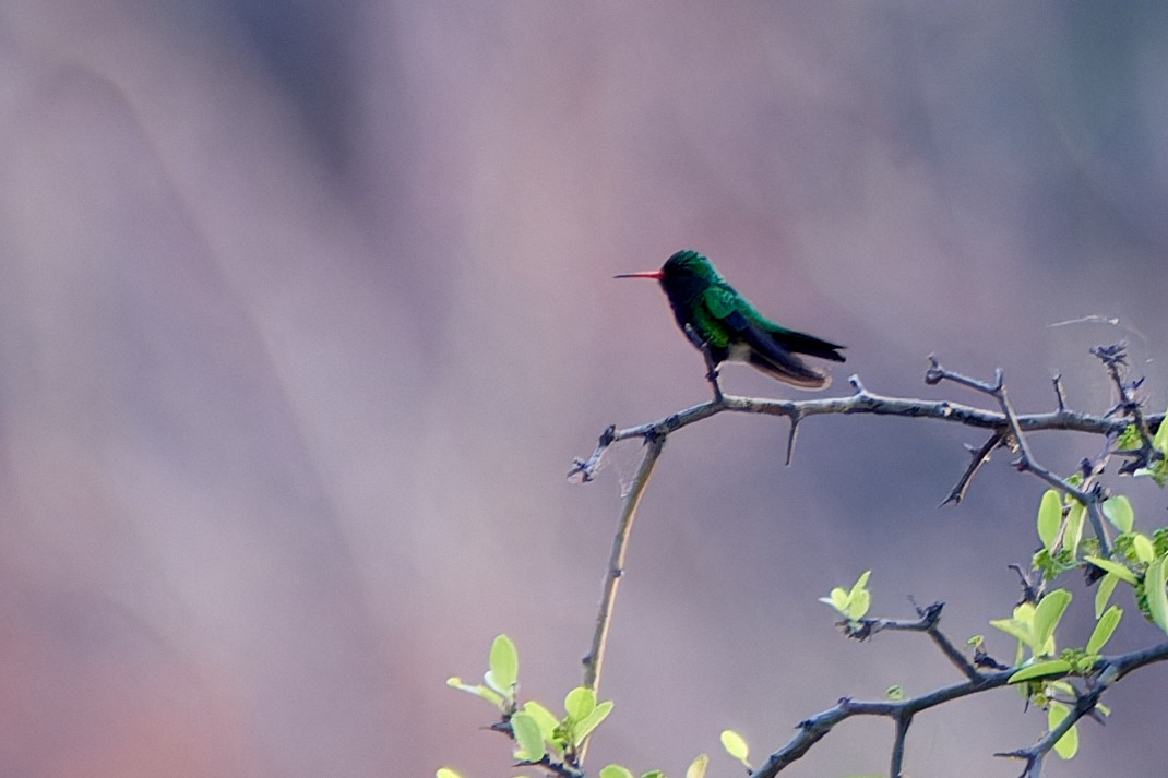 Glittering-bellied Emerald - ML611233300