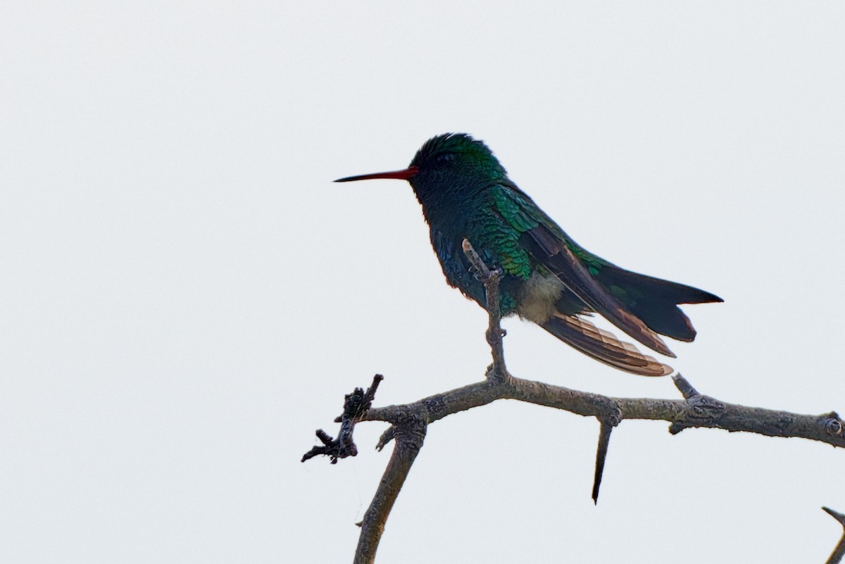 Glittering-bellied Emerald - ML611233301