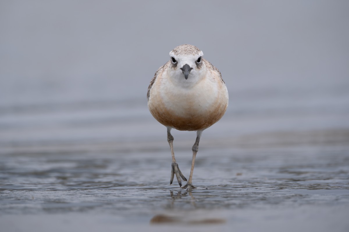 Red-breasted Dotterel - Ben Ackerley