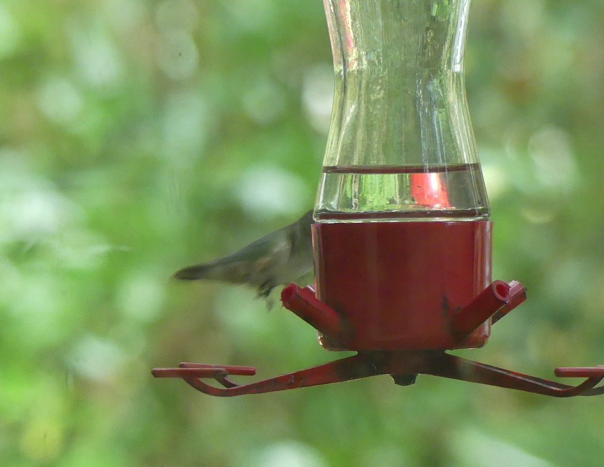 Ruby-throated Hummingbird - ML611233413