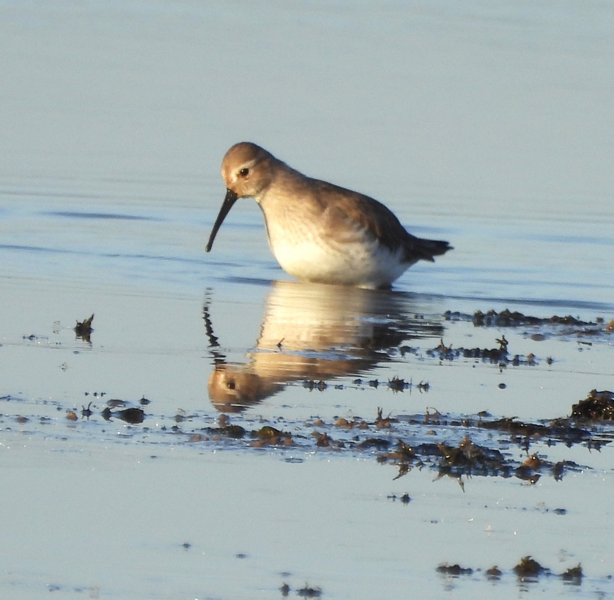 Dunlin - ML611233428