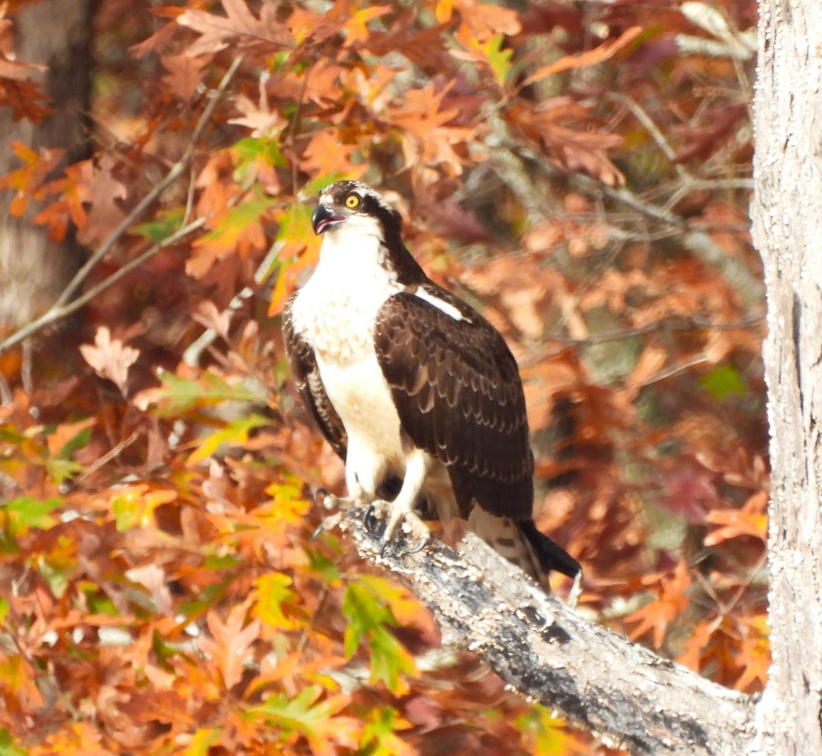 Osprey - Michelle Forte