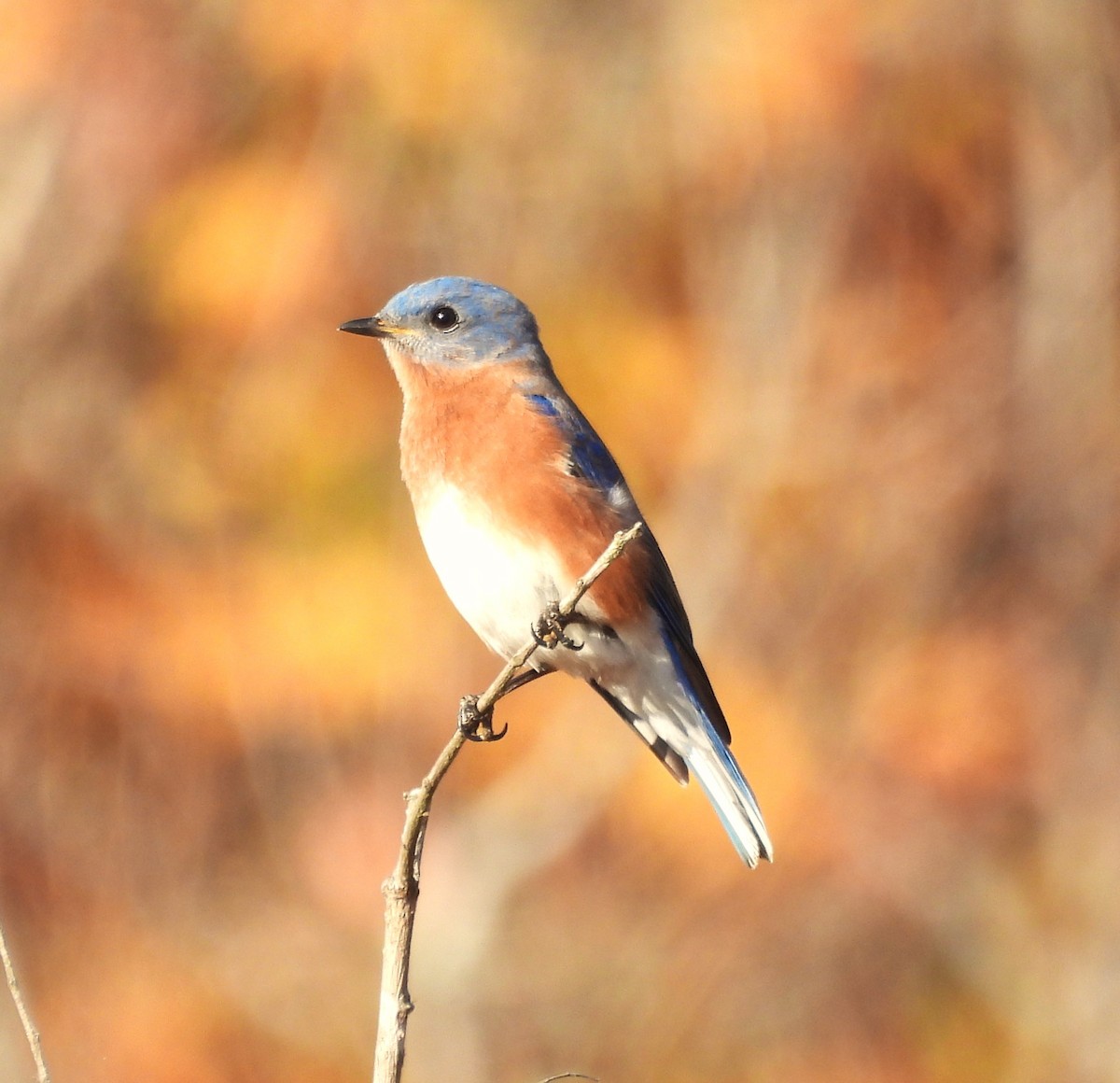 Eastern Bluebird - Michelle Forte