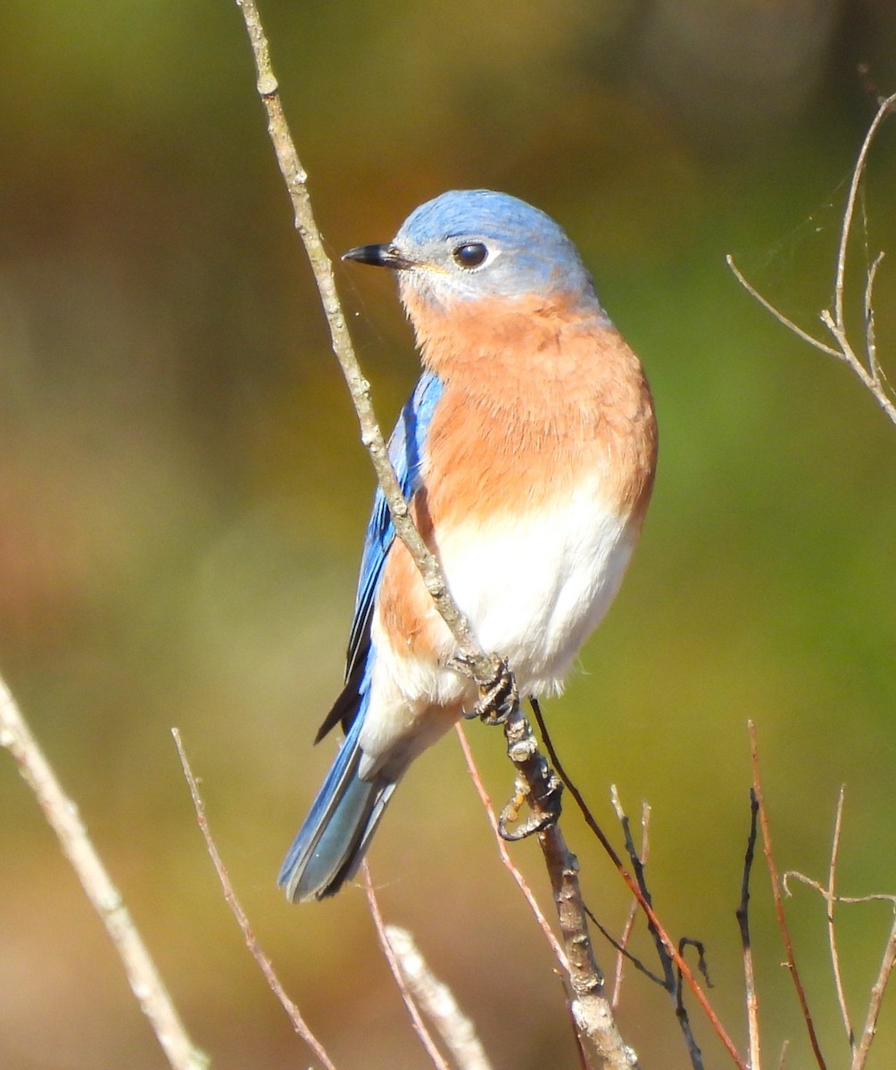 Eastern Bluebird - Michelle Forte