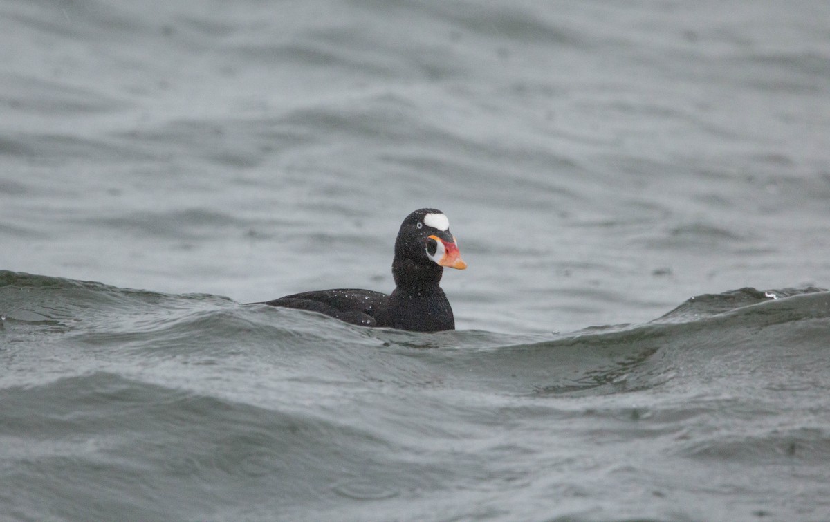 Surf Scoter - ML611233654