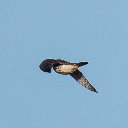 Merlin - ML611233664