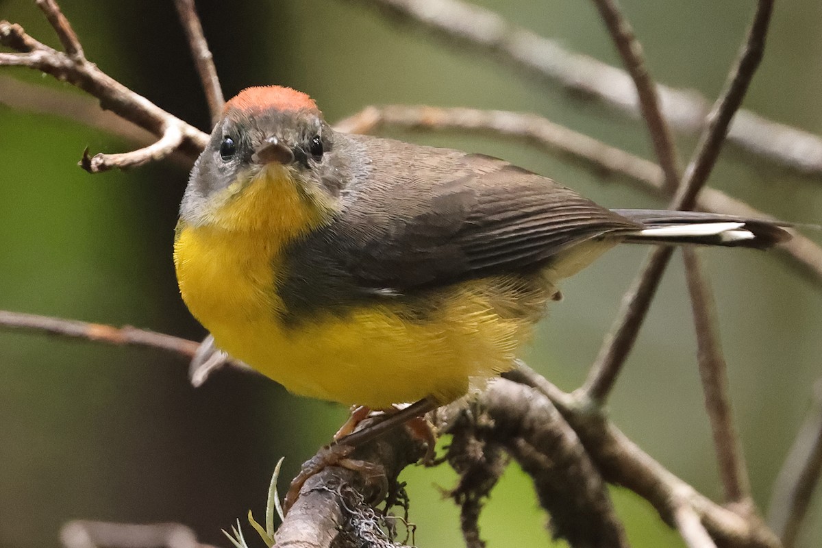 Tepui Redstart - ML611233839