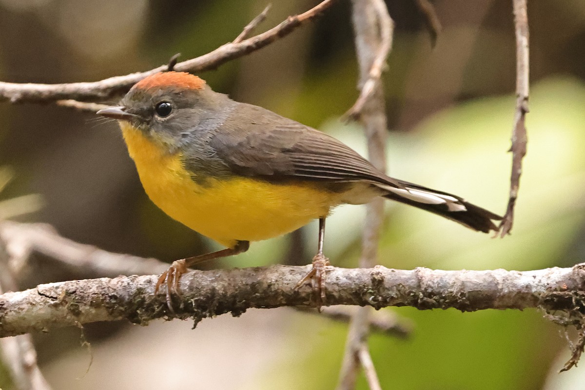 Tepui Redstart - ML611233841