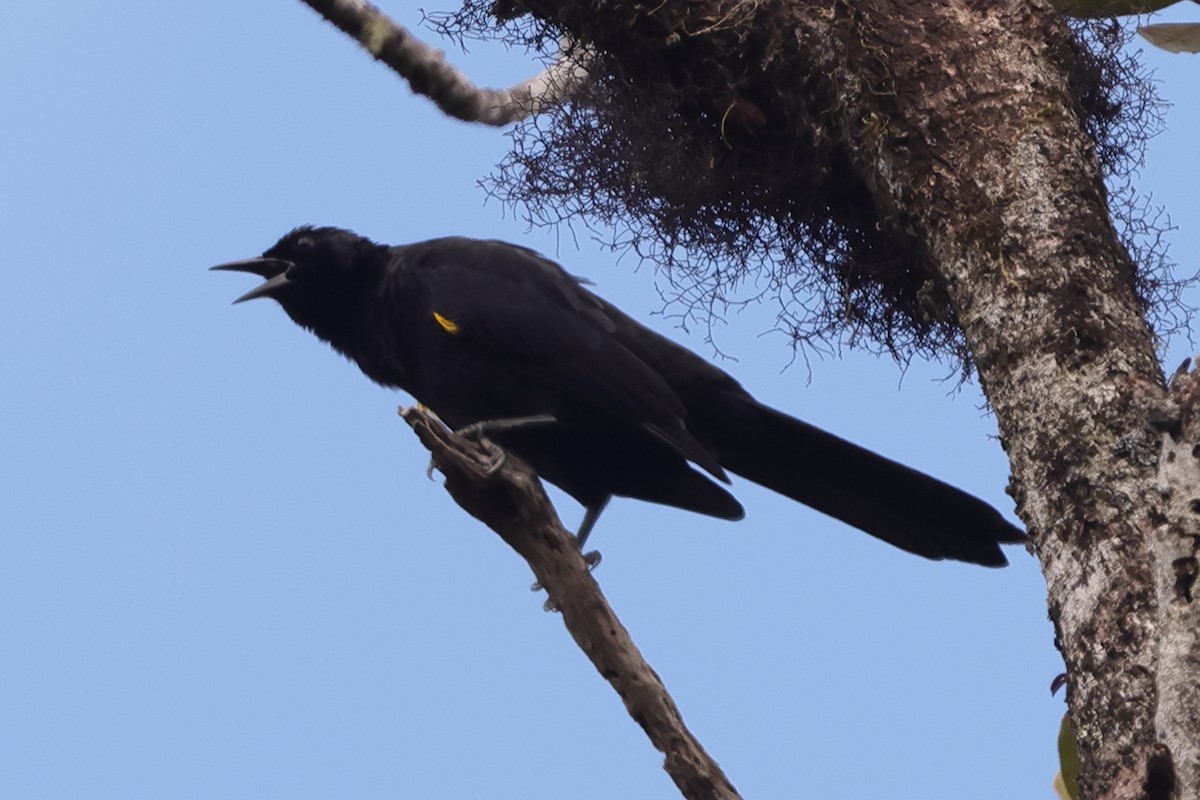 Golden-tufted Grackle - ML611233842