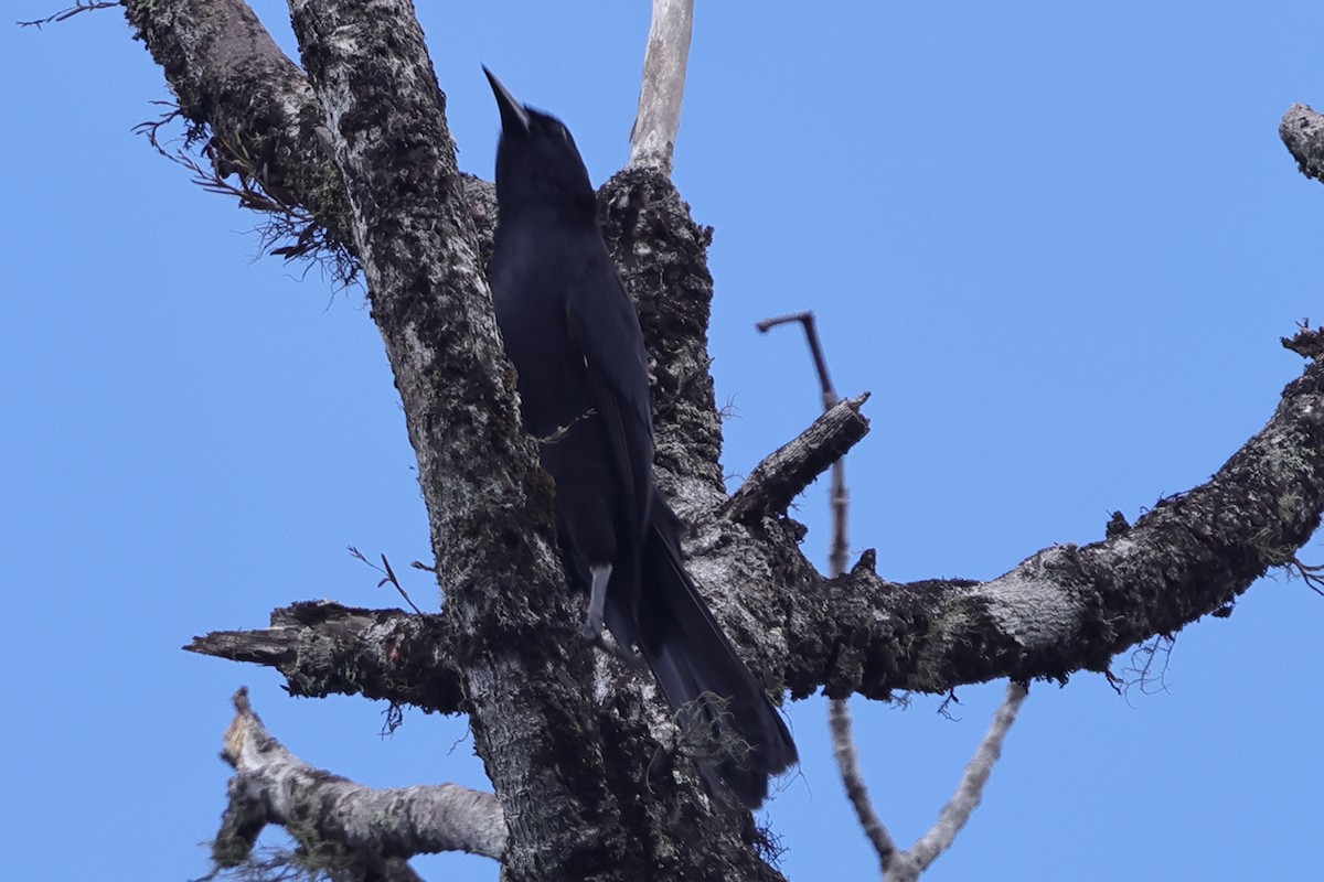 Golden-tufted Grackle - ML611233844