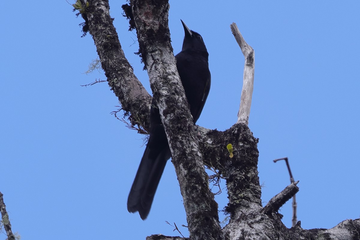 Golden-tufted Grackle - Fabio Olmos