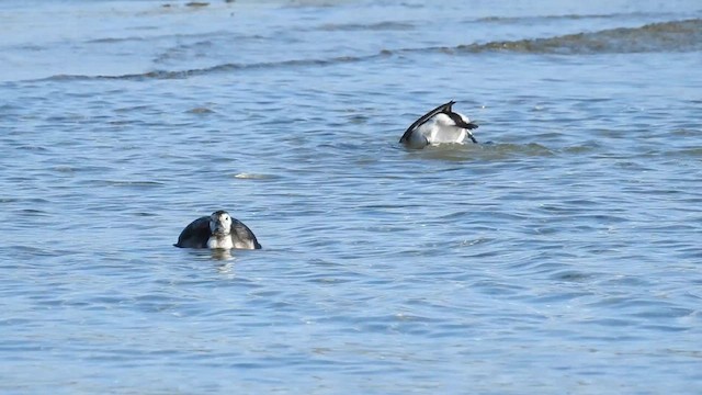 Long-tailed Duck - ML611233888