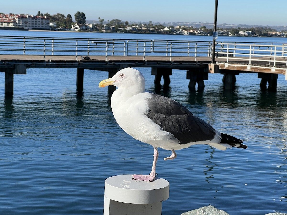 Western Gull - Darcy Pinotti