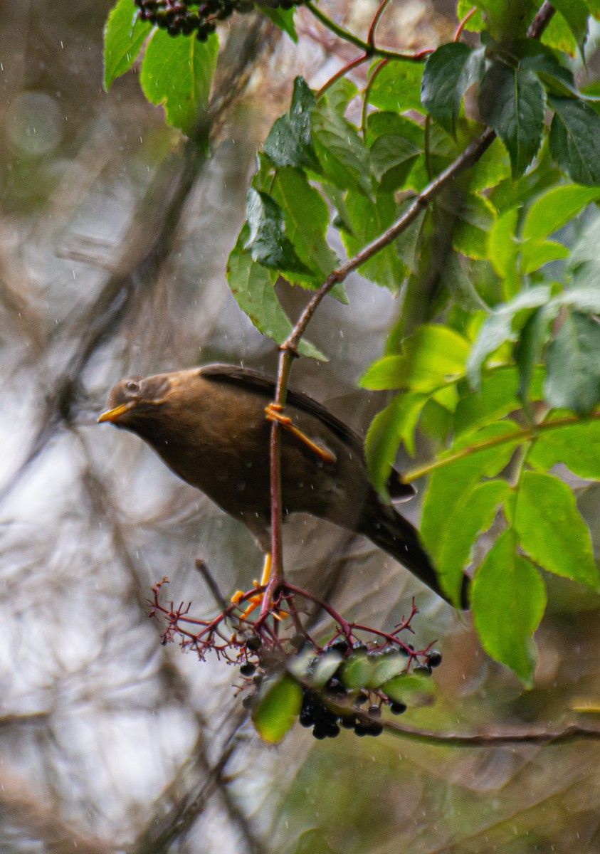 Rufous-collared Robin - Aracari Tours Birding by Eddy